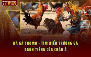 Đá Gà Thomo - Tìm Hiểu Trường Gà Danh Tiếng Của Châu Á